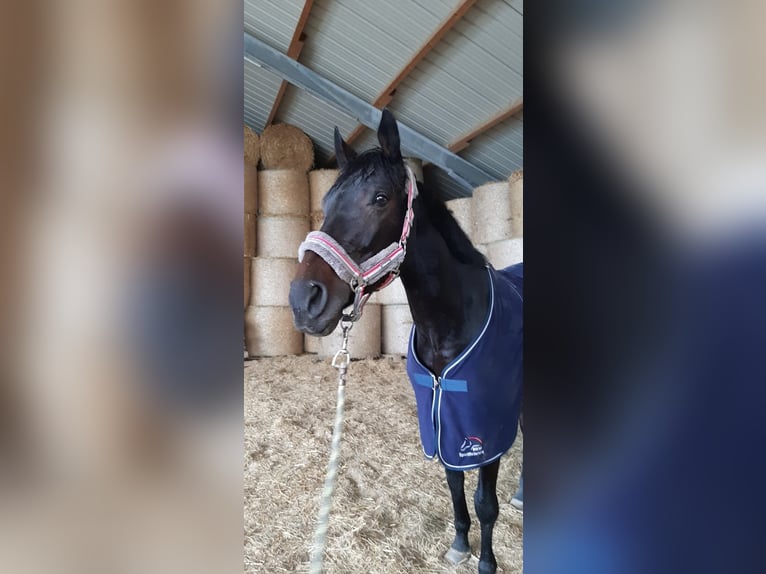 Koń hanowerski Klacz 14 lat 168 cm Skarogniada in Markt Indersdorf