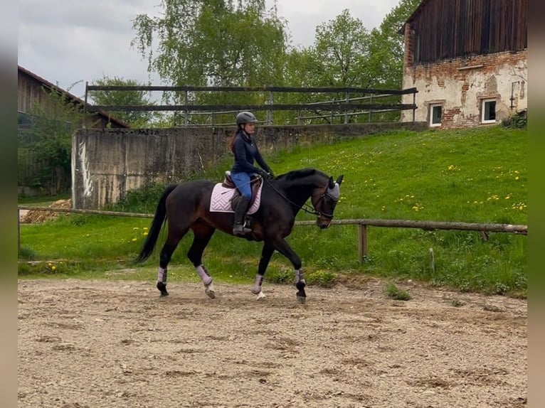 Koń hanowerski Klacz 14 lat 169 cm Gniada in Kalbe (Milde)