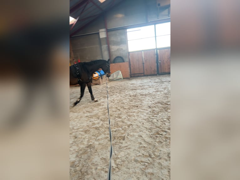 Koń hanowerski Klacz 14 lat 169 cm Gniada in Kalbe (Milde)