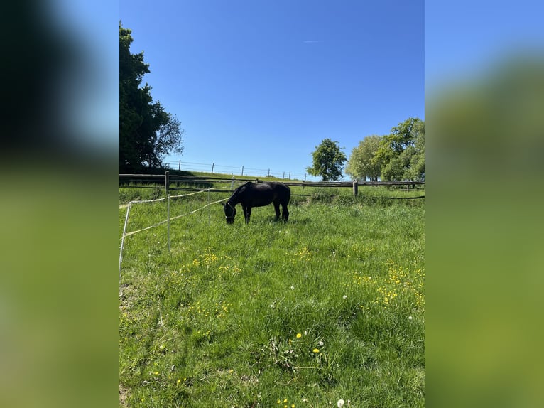 Koń hanowerski Klacz 14 lat 169 cm Gniada in Kalbe (Milde)