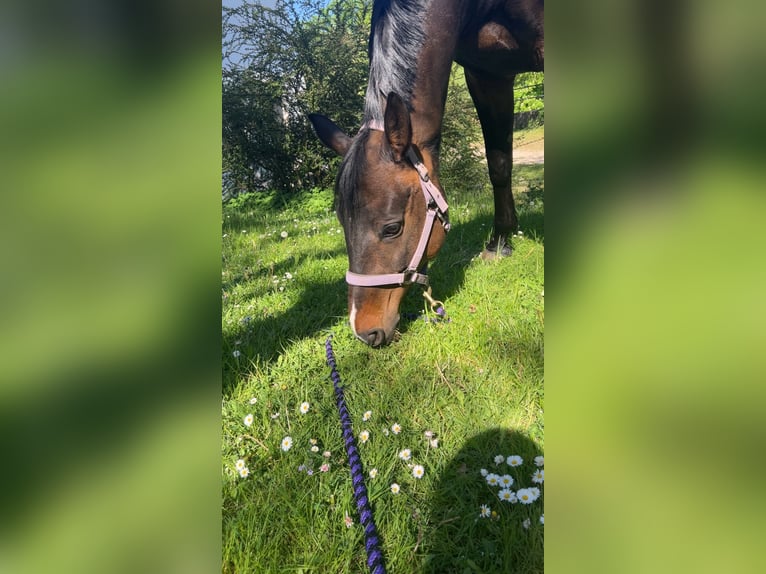 Koń hanowerski Klacz 14 lat 169 cm Gniada in Kalbe (Milde)