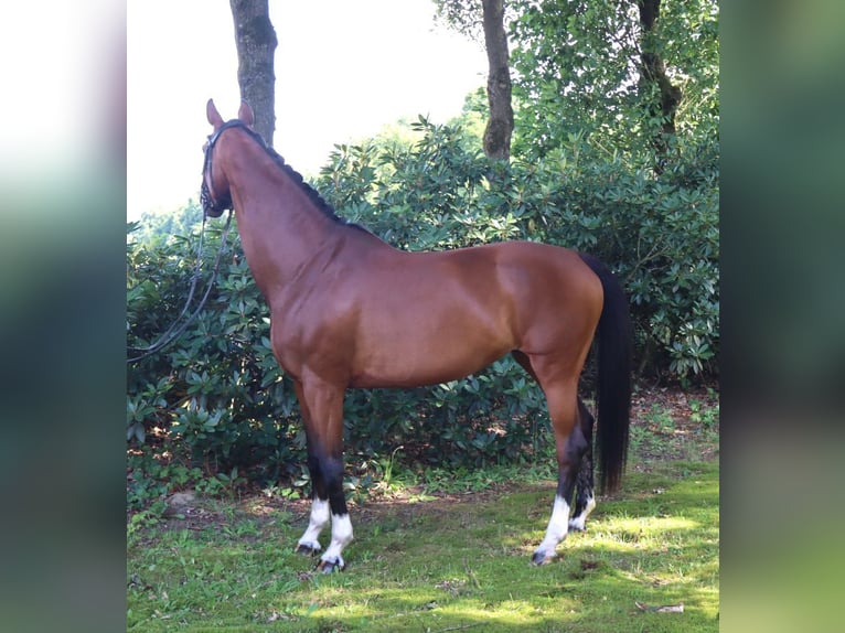 Koń hanowerski Klacz 14 lat 169 cm Gniada in Bomlitz