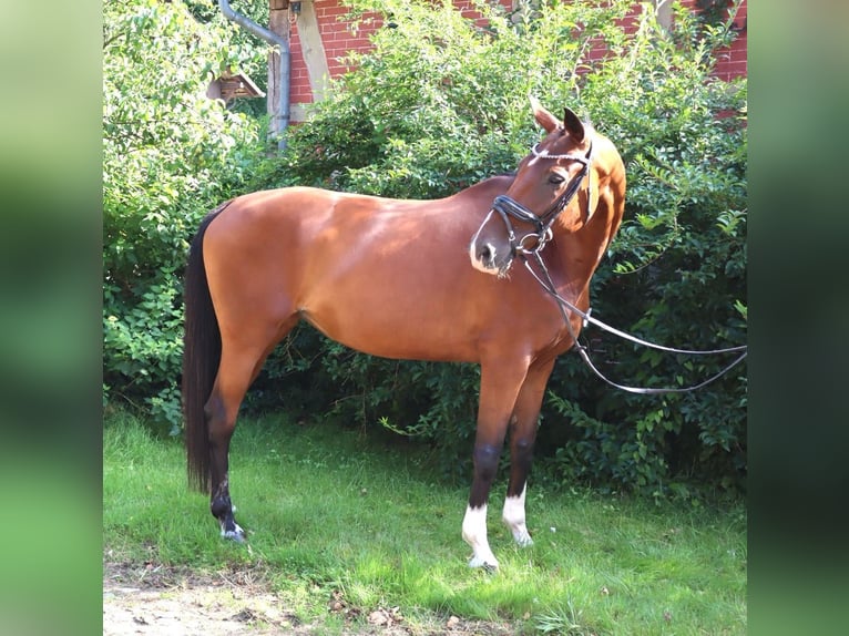 Koń hanowerski Klacz 14 lat 169 cm Gniada in Bomlitz