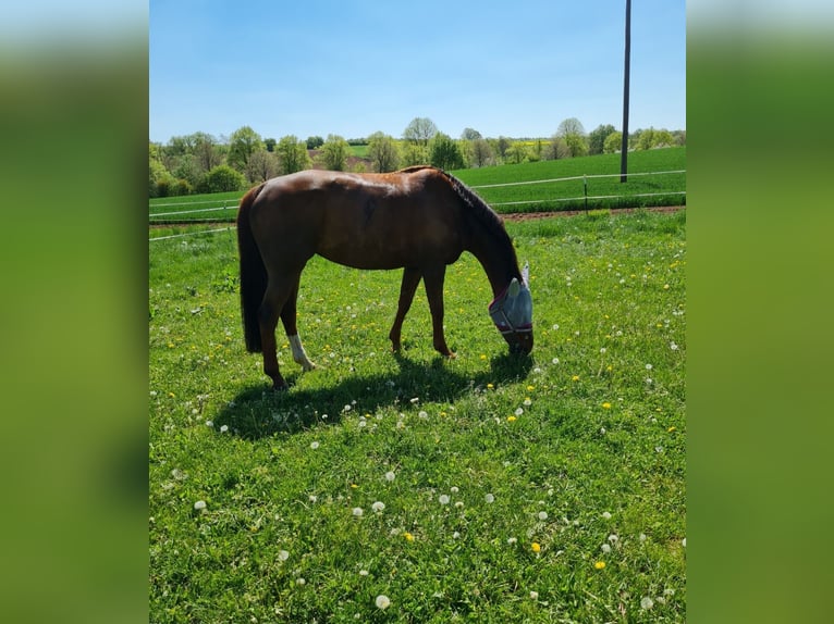 Koń hanowerski Klacz 14 lat 170 cm Ciemnokasztanowata in Nesselröden