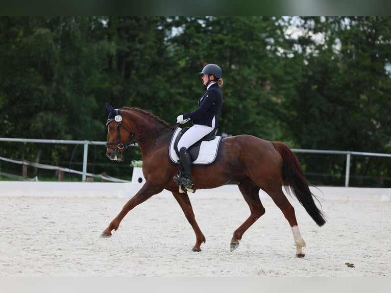 Koń hanowerski Klacz 14 lat 170 cm Ciemnokasztanowata in Nesselröden