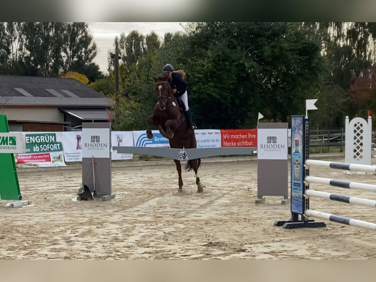 Koń hanowerski Klacz 14 lat 170 cm Ciemnokasztanowata in Nesselröden