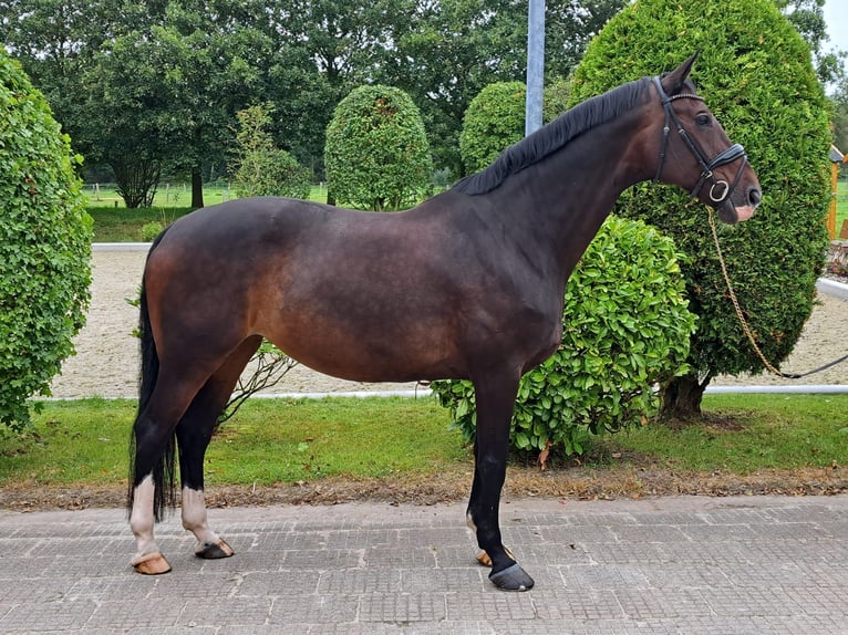 Koń hanowerski Klacz 14 lat 172 cm Gniada in Loxstedt