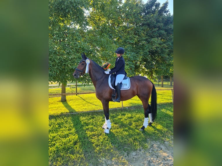 Koń hanowerski Klacz 14 lat 172 cm Gniada in Mainz