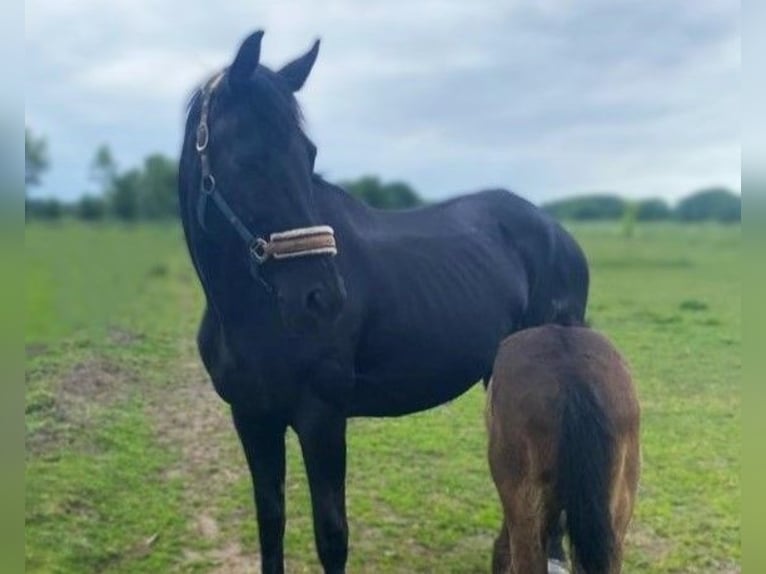 Koń hanowerski Klacz 14 lat 173 cm Kara in Meyenburg