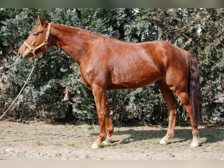 Koń hanowerski Klacz 14 lat 173 cm Kasztanowata in Ammersbek
