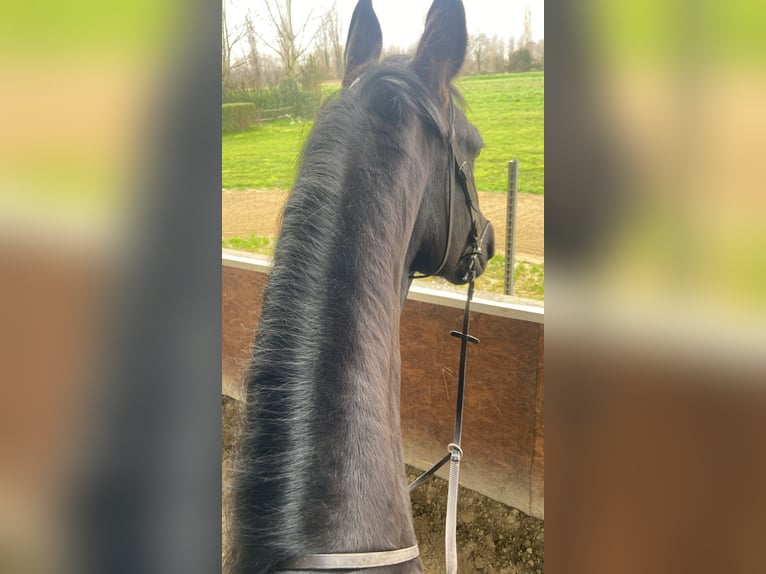 Koń hanowerski Klacz 14 lat 175 cm Ciemnogniada in Milano