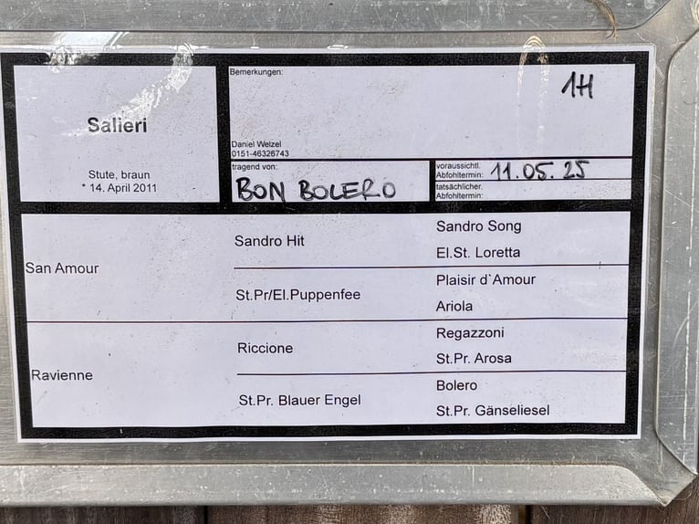 Koń hanowerski Klacz 14 lat 175 cm Gniada in Weyhe