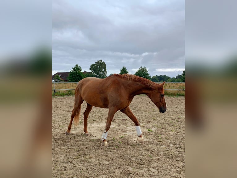 Koń hanowerski Klacz 14 lat 177 cm Kasztanowata in Moormerland