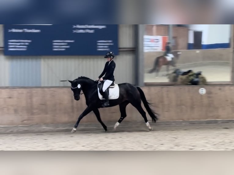 Koń hanowerski Klacz 15 lat 164 cm Ciemnogniada in Husum