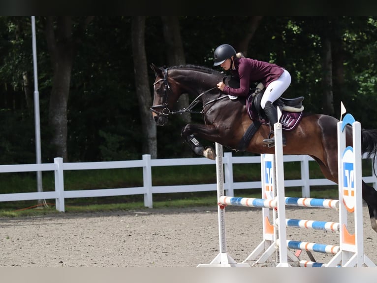 Koń hanowerski Klacz 15 lat 164 cm Ciemnogniada in Husum