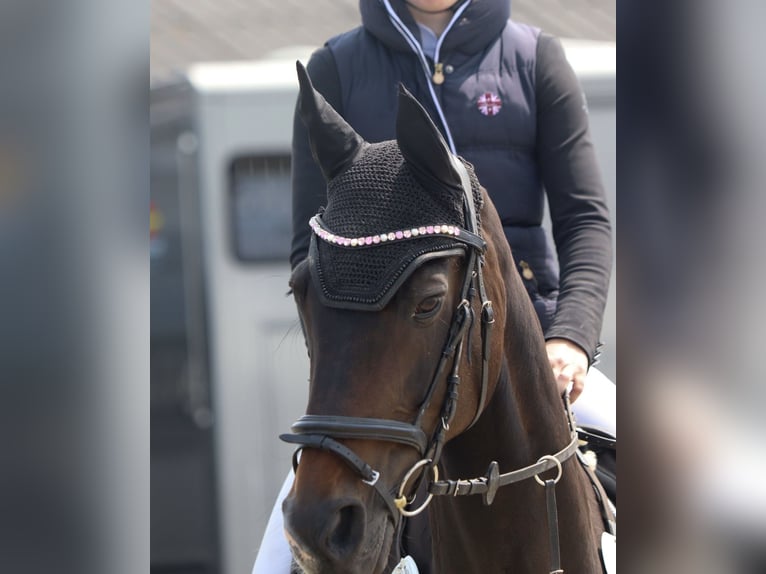 Koń hanowerski Klacz 15 lat 164 cm Ciemnogniada in Husum