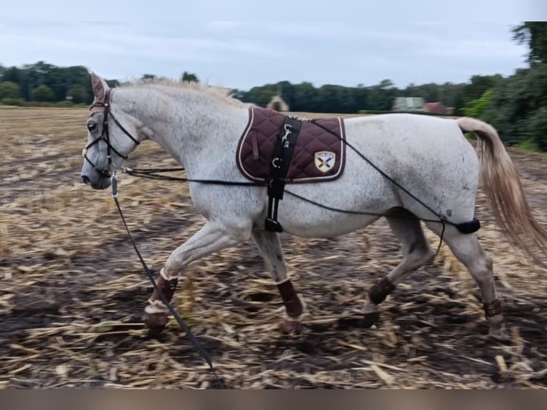 Koń hanowerski Klacz 15 lat 164 cm Siwa in Haren