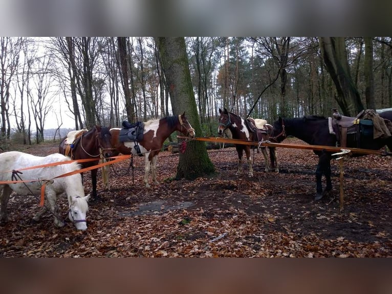 Koń hanowerski Mix Klacz 15 lat 165 cm Srokata in Lilienthal