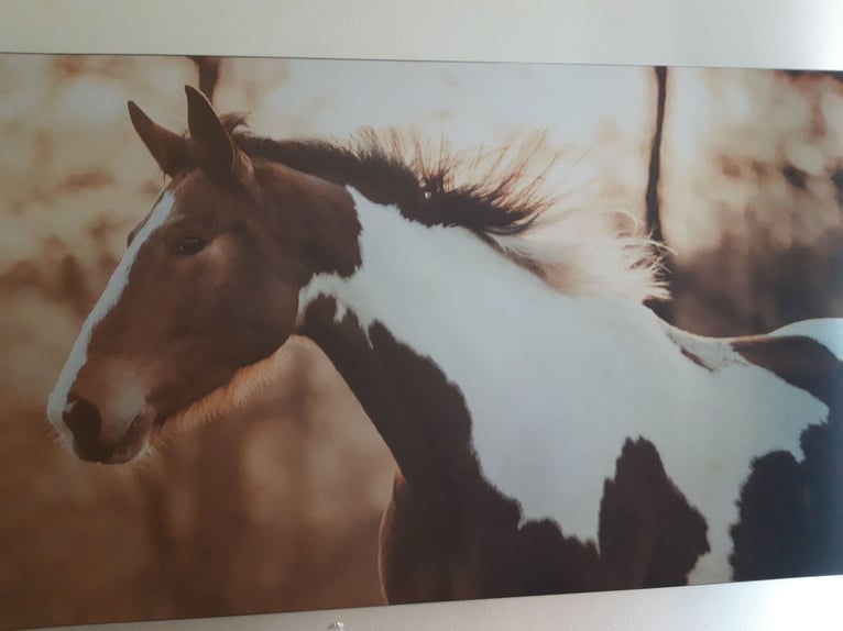 Koń hanowerski Mix Klacz 15 lat 165 cm Srokata in Lilienthal