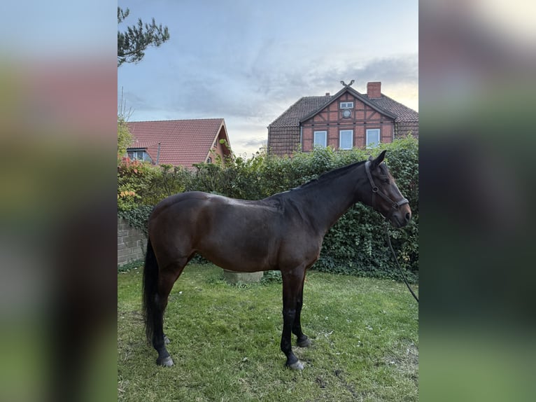 Koń hanowerski Klacz 15 lat 166 cm Ciemnogniada in Langenhagen