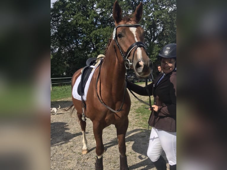 Koń hanowerski Klacz 15 lat 166 cm Ciemnokasztanowata in Recke
