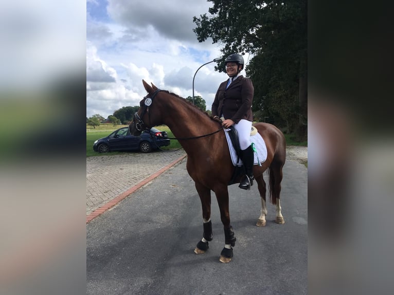Koń hanowerski Klacz 15 lat 166 cm Ciemnokasztanowata in Recke