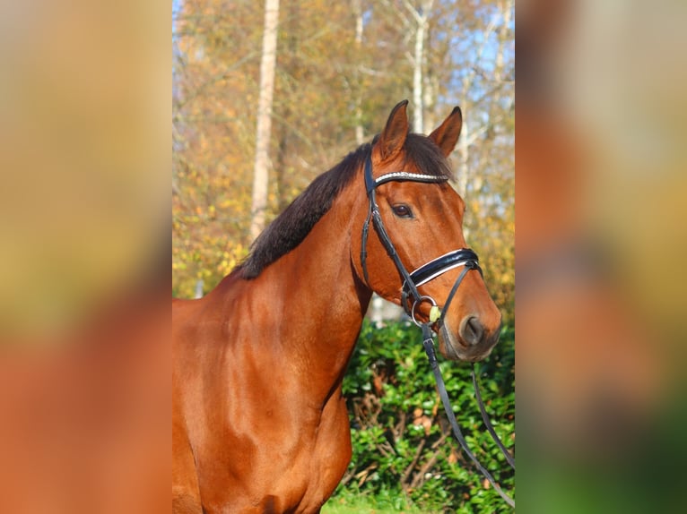 Koń hanowerski Klacz 15 lat 167 cm Gniada in Selsingen