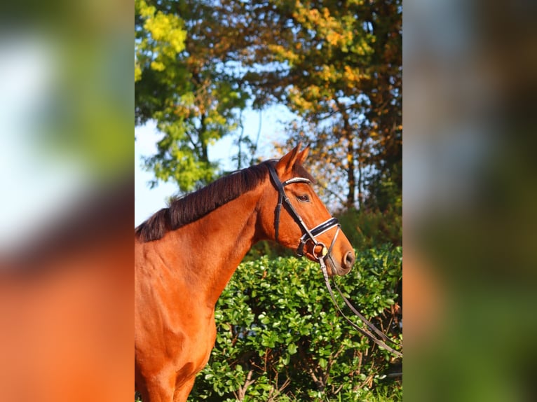 Koń hanowerski Klacz 15 lat 167 cm Gniada in Selsingen