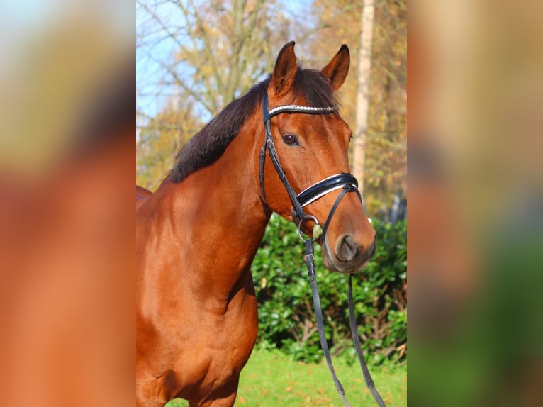 Koń hanowerski Klacz 15 lat 167 cm Gniada in Selsingen