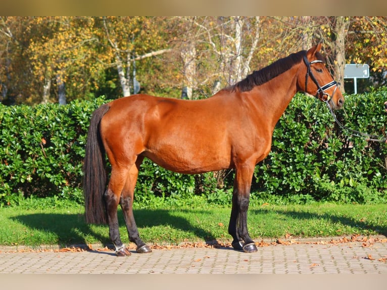 Koń hanowerski Klacz 15 lat 167 cm Gniada in Selsingen