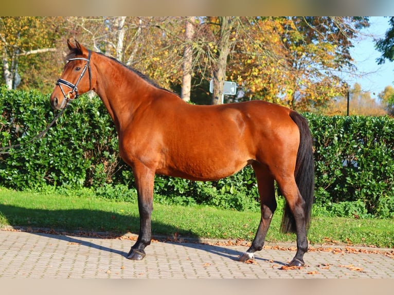 Koń hanowerski Klacz 15 lat 167 cm Gniada in Selsingen