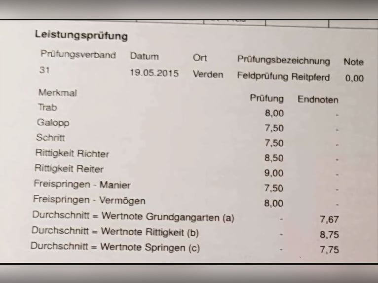 Koń hanowerski Klacz 15 lat 167 cm Siwa in Wolfsbach