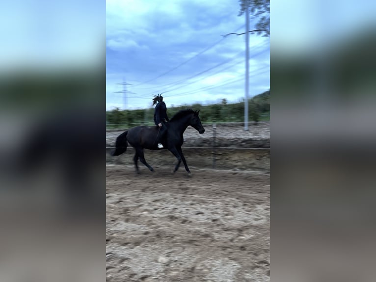 Koń hanowerski Klacz 15 lat 168 cm Ciemnogniada in Bad Münder am Deister