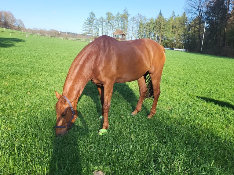 Koń hanowerski Klacz 15 lat 168 cm Kasztanowata in Buchholz in der Nordheide