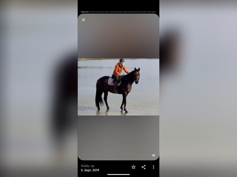 Koń hanowerski Klacz 15 lat 168 cm Skarogniada in Horstmar