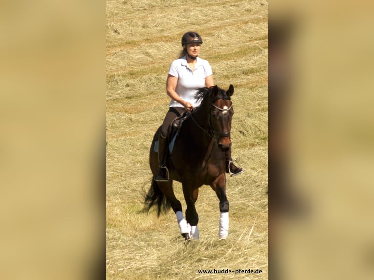 Koń hanowerski Klacz 15 lat 168 cm Skarogniada in Horstmar