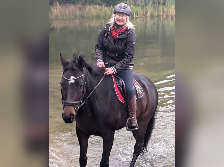 Koń hanowerski Klacz 15 lat 168 cm Skarogniada in Horstmar