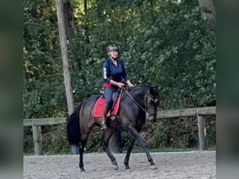 Koń hanowerski Klacz 15 lat 168 cm Skarogniada in Horstmar