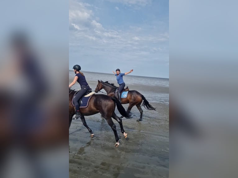 Koń hanowerski Klacz 15 lat 168 cm Skarogniada in Horstmar