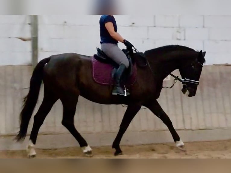 Koń hanowerski Klacz 15 lat 170 cm Kara in Tholey