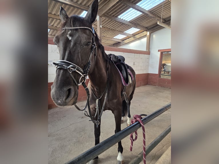 Koń hanowerski Klacz 15 lat 170 cm Kara in Tholey