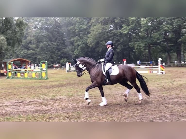 Koń hanowerski Klacz 15 lat 170 cm Kara in Lotte