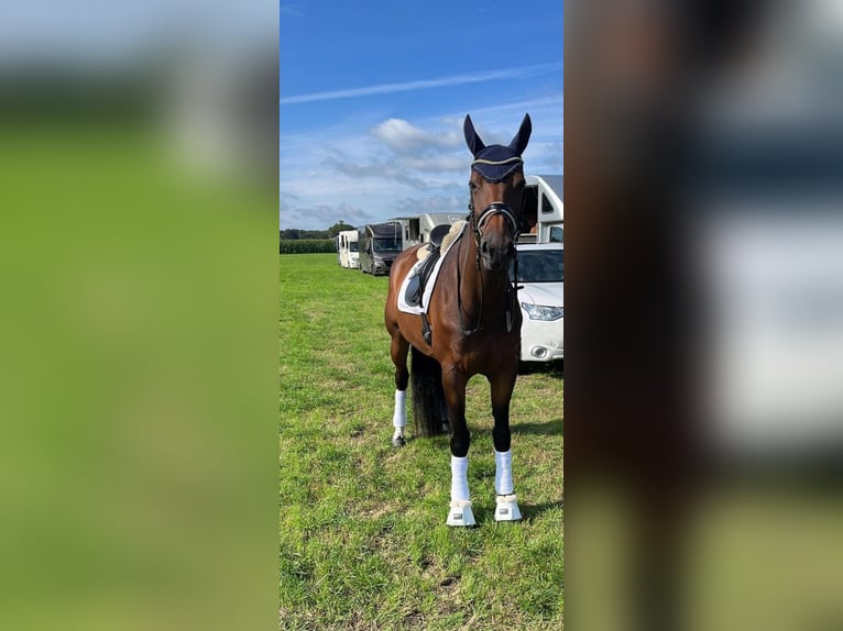 Koń hanowerski Klacz 15 lat 171 cm Gniada in Enschede