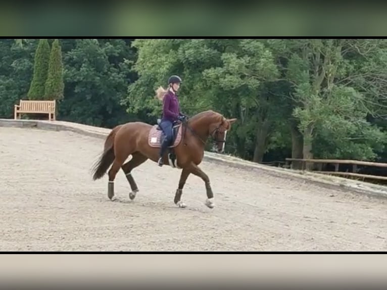 Koń hanowerski Klacz 15 lat 172 cm Kasztanowata in Sprockhövel