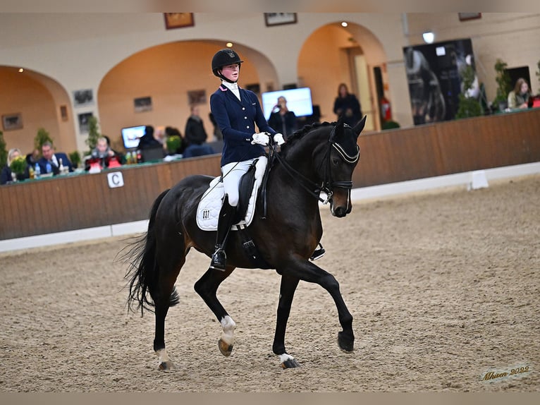 Koń hanowerski Klacz 15 lat 174 cm Ciemnogniada in Herford