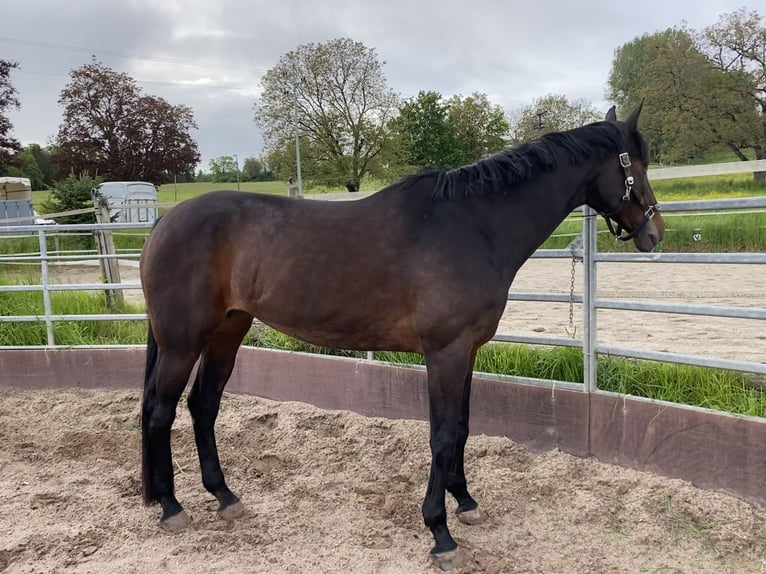 Koń hanowerski Klacz 15 lat 174 cm Ciemnogniada in Fronreute