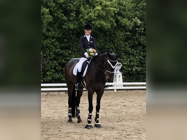 Koń hanowerski Klacz 15 lat 174 cm Ciemnogniada in Fronreute