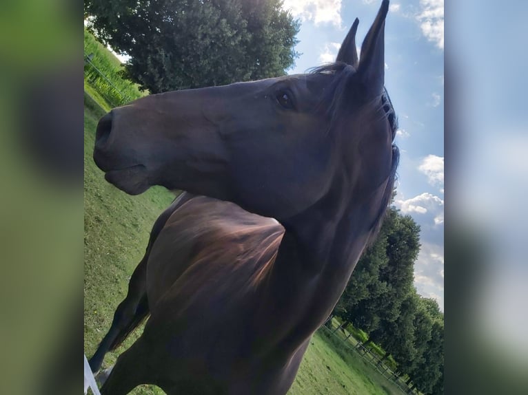 Koń hanowerski Klacz 15 lat 175 cm Ciemnogniada in Syke
