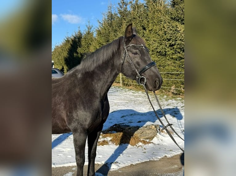 Koń hanowerski Klacz 16 lat 155 cm Kara in Drackenstein