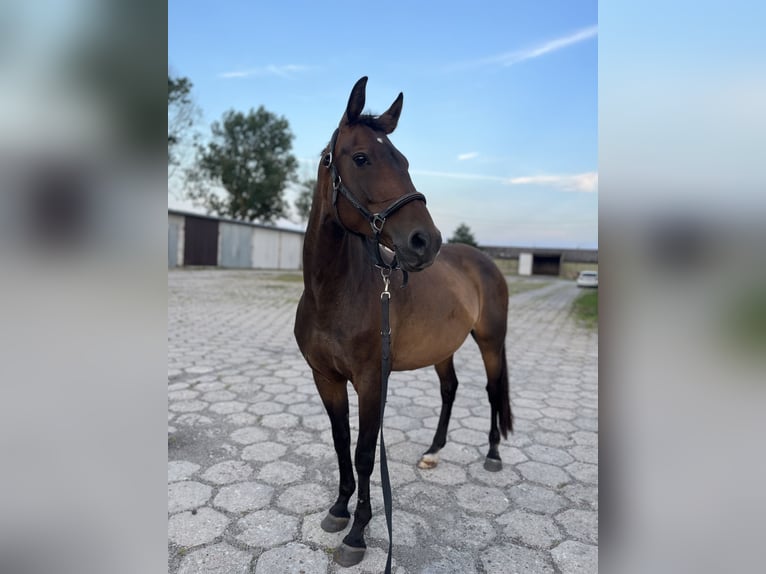 Koń hanowerski Klacz 16 lat 160 cm Ciemnogniada in Kolbrzeg